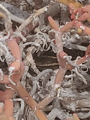 Pseudalsophis hoodensis