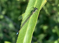 Argentagrion ambiguum