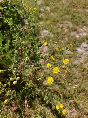 Chrysopsidinae