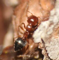 Crematogaster pinicola