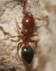 Crematogaster pinicola
