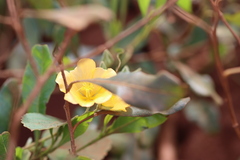 Sida fallax