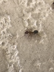 Camponotus floridanus