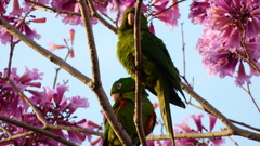 Psittacara leucophthalmus