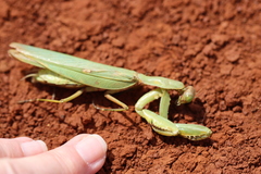 Mantidae