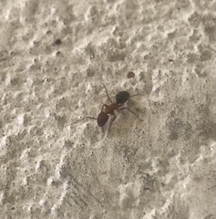 Camponotus floridanus