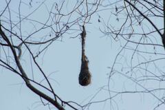 Psarocolius decumanus