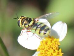 Odontomyia rufipes