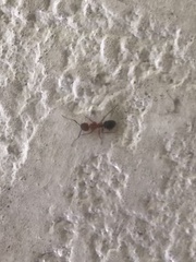 Camponotus floridanus