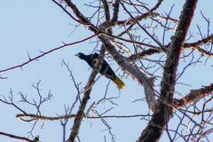 Psarocolius decumanus