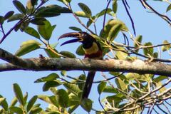 Pteroglossus castanotis