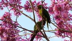 Psittacara leucophthalmus