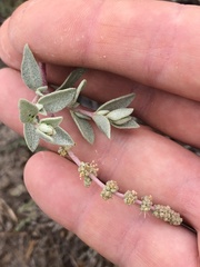 Atriplex watsonii