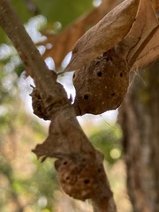 Andricus quercuspetiolicola