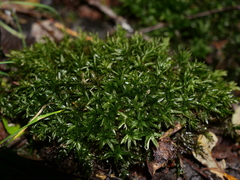 Mnium hornum