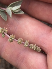 Atriplex watsonii