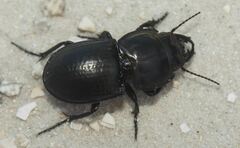 Pasimachus subsulcatus