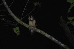 Pulsatrix perspicillata