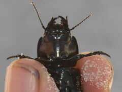 Pasimachus subsulcatus