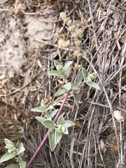 Atriplex watsonii
