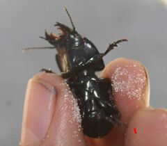 Pasimachus subsulcatus