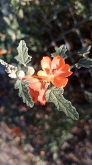 Sphaeralcea angustifolia