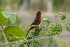 Ramphocelus carbo