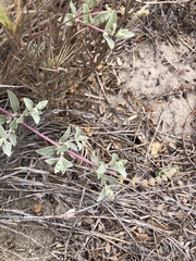 Atriplex watsonii