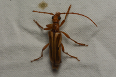 Ortholeptura valida