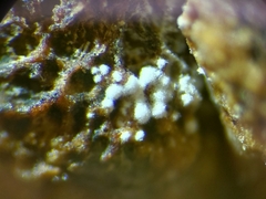 Disholcaspis eldoradensis