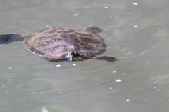 Pseudemys concinna concinna