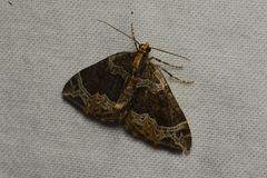 Ecliptopera silaceata