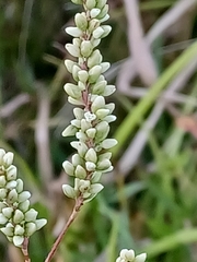 Persicaria punctata