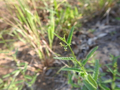 Tragia ramosa