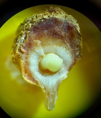 Disholcaspis eldoradensis