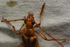 Ortholeptura valida