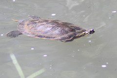 Pseudemys concinna concinna