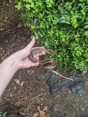 Thamnophis elegans terrestris