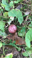 Amphibolips