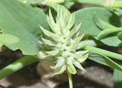 Ceratocephala testiculata