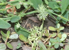 Ceratocephala testiculata