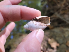 Euglandina rosea