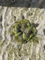 Stichodactyla haddoni