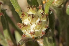 Blennospora drummondii