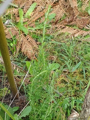 Cassinia aculeata