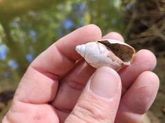 Euglandina rosea