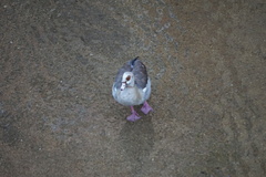 Alopochen aegyptiaca