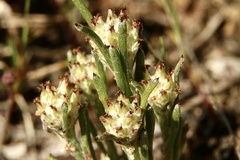 Blennospora drummondii