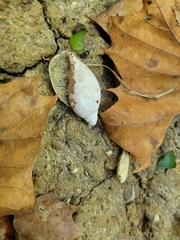 Euglandina rosea