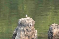 Tachycineta albiventer